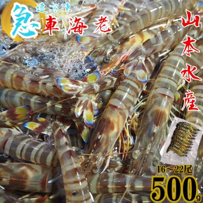 急速冷凍 車海老 約500g(16～22尾)【山本水産】
