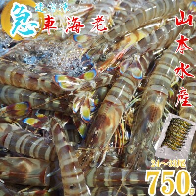 急速冷凍 車海老 約750g(約24～33尾) 【山本水産】