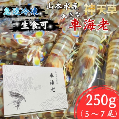 【先行受付】生食可!急速冷凍 大きな車海老 約250g(5尾～7尾)【山本水産】