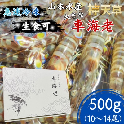 【先行受付】生食可!急速冷凍 大きな車海老 約500g(10尾～14尾)【山本水産】