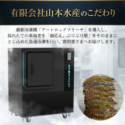 【先行受付】生食可!急速冷凍 大きな車海老 約500g(10尾～14尾)【山本水産】