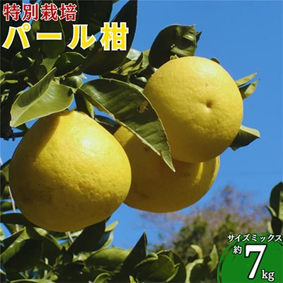 【2026年2月下旬より順次発送】特別栽培 パール柑(天草文旦) 7kg サイズミックス