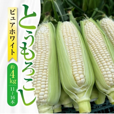 【先行受付】とうもろこし ピュアホワイト 約4kg (11～16本)