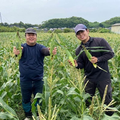 【先行受付】とうもろこし ピュアホワイト 約4kg (11～16本)