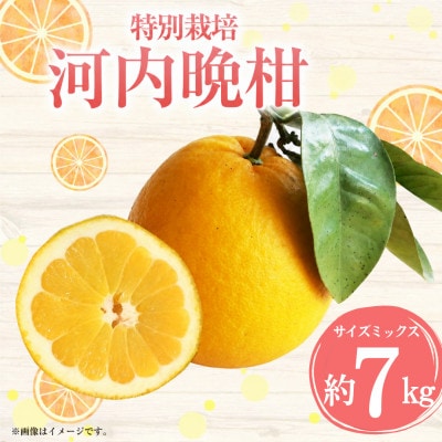 【先行受付】特別栽培 河内晩柑 約7kg