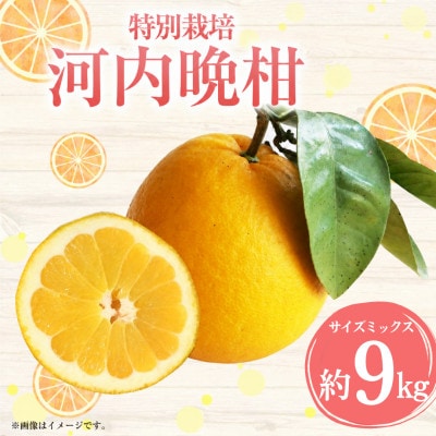 【先行受付】特別栽培 河内晩柑 約9kg