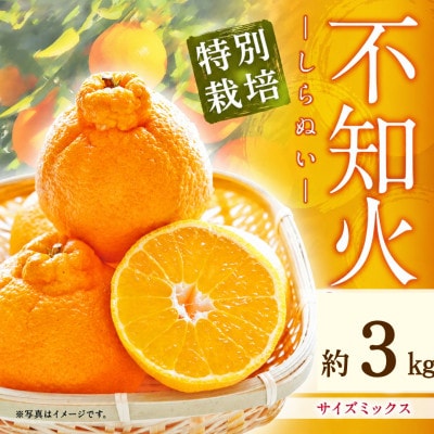 【先行受付】特別栽培 不知火 約3kg