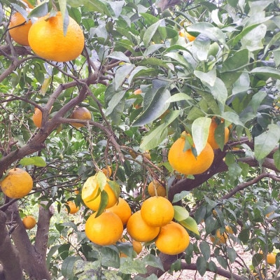 【先行受付】特別栽培 不知火 約3kg