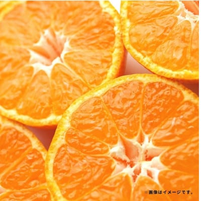 特別栽培みかん (極早生) 約3kg