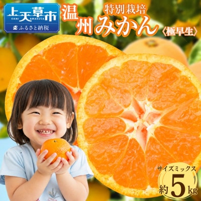 特別栽培みかん (極早生) 約5kg