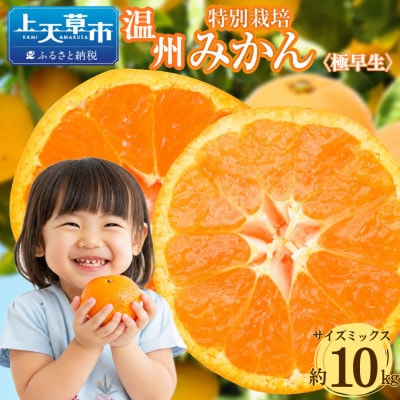 特別栽培みかん (極早生) 約10kg