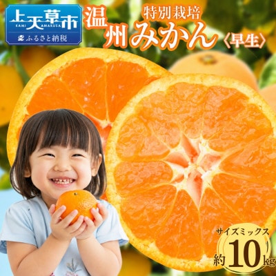 特別栽培みかん (早生) 約10kg