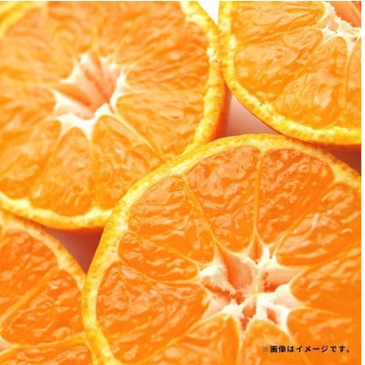 特別栽培みかん 約5kg