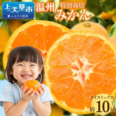 特別栽培みかん 約10kg