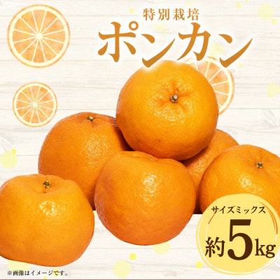 特別栽培ポンカン 約5kg