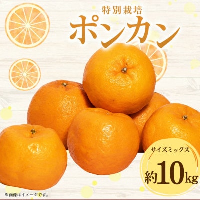 特別栽培ポンカン 約10kg