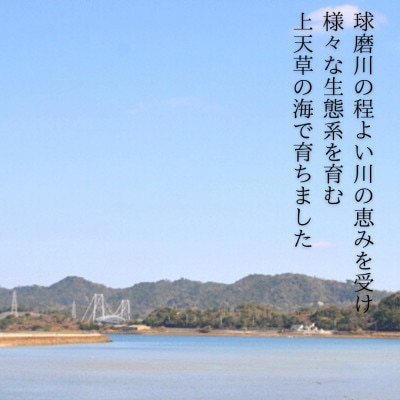 天草岩牡蠣10個入り