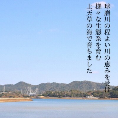 天草岩牡蠣15個前後入り