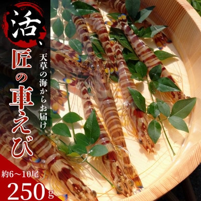 【上天草ブランド認証品】活、匠の車えび 上天草産 250g(約6～10尾)