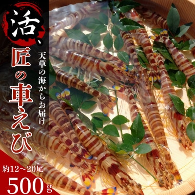 【上天草ブランド認証品】活、匠の車えび 上天草産 500g(約12～20尾)