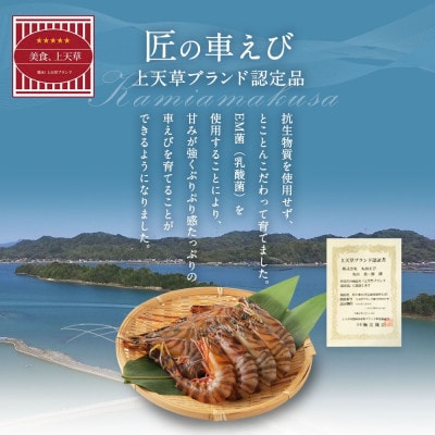 【上天草ブランド認証品】活、匠の車えび 上天草産  270g(約7～11尾)
