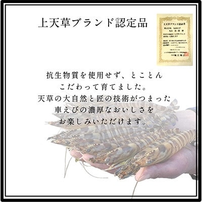 【上天草ブランド認証品】活、匠の車えび 上天草産  550g(約14～21尾)