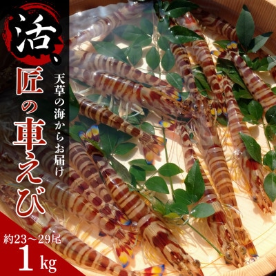【上天草ブランド認証品】活、匠の大きな車えび 上天草産 1kg(約23～29尾)
