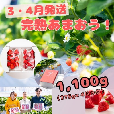 暖家のいちご 完熟あまおう 275g×4パック【3月中旬以降順次発送】(粕屋町)