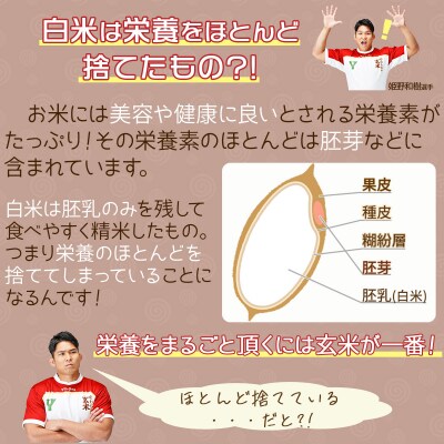 やわらかい玄米 900g×4袋　※定期便6回　H074-644