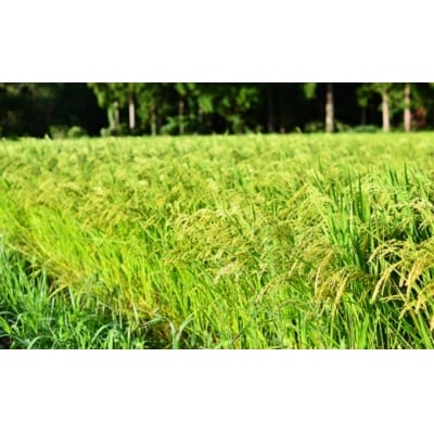 【お米マイスター】究極　喜重ーKIJYUー　定期便(10kg×12回)　H056-134