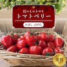 【事前受付】甘さ抜群!で大人気　ミニトマト　トマトベリー　約800g　H004-114