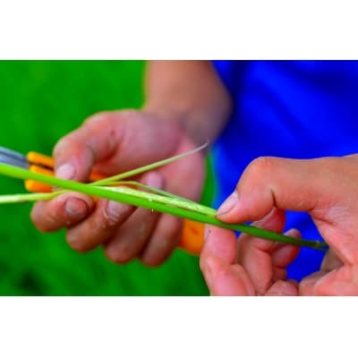 【お米マイスター】ほっ懐かし米　定期便(5kg×6回)　H056-122