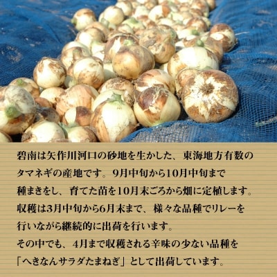 みずみずしく辛味の少ない「へきなんサラダたまねぎ」10kg　H017-101