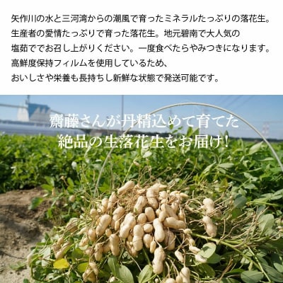 生落花生 おおまさり 2kg とれたて 耕地の美味しい野菜シリーズ第1弾 H132-028