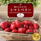 【事前受付】2kg甘さ抜群!トマト嫌いでも食べられるトマトベリー 4月～6月発送 　H004-147