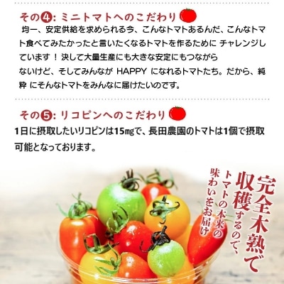 【事前受付】2kg甘さ抜群!トマト嫌いでも食べられるトマトベリー 4月～6月発送 　H004-196