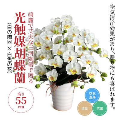 綺麗で丈夫な三河陶器で贈る光触媒胡蝶蘭小輪5本立(白の陶器×白色の花)H100-012