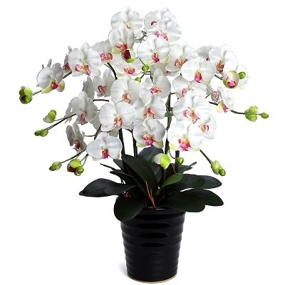 綺麗で丈夫な三河陶器で贈る光触媒胡蝶蘭大輪5本立 黒の陶器 白桜色の花 H100 015 お礼品詳細 ふるさと納税なら さとふる