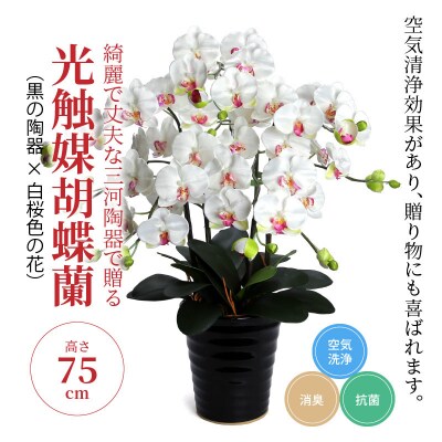 綺麗で丈夫な三河陶器で贈る光触媒胡蝶蘭大輪5本立(黒の陶器×白桜色の花)H100-015