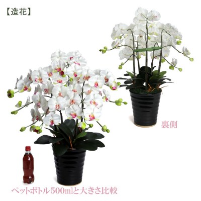 綺麗で丈夫な三河陶器で贈る光触媒胡蝶蘭大輪5本立(黒の陶器×白桜色の花)H100-015