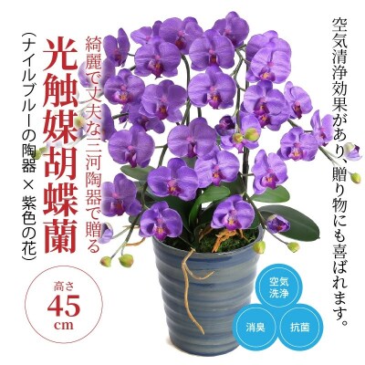 綺麗で丈夫な三河陶器で贈る 光触媒胡蝶蘭小輪3本立(ナイルブルーの陶器×紫色の花)　H100-048
