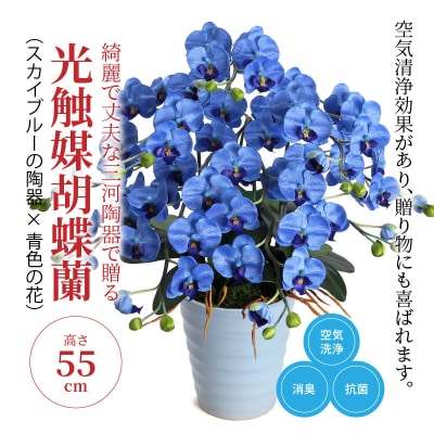 綺麗で丈夫な三河陶器で贈る 光触媒胡蝶蘭小輪5本立(スカイブルーの陶器×青色の花)　H100-034