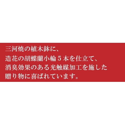 綺麗で丈夫な三河陶器で贈る 光触媒胡蝶蘭小輪5本立(スカイブルーの陶器×青色の花)　H100-034