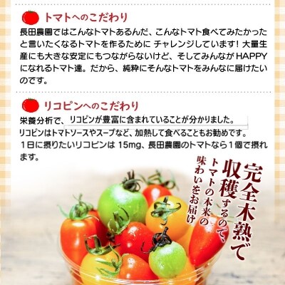 【事前受付】約2kgまるでトマトの宝石箱 フルーツジュエリートマト 4月～6月発送　H004-146