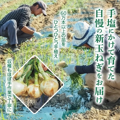 (5/31まで) ≪某TVで紹介≫ 新玉ねぎ 神重農産の玉ねぎ「旬玉」5kg H105-220