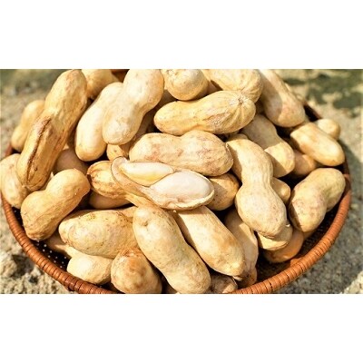 生落花生 おおまさり 2kg とれたて 耕地の美味しい野菜シリーズ第1弾 H132 001 お礼品詳細 ふるさと納税なら さとふる