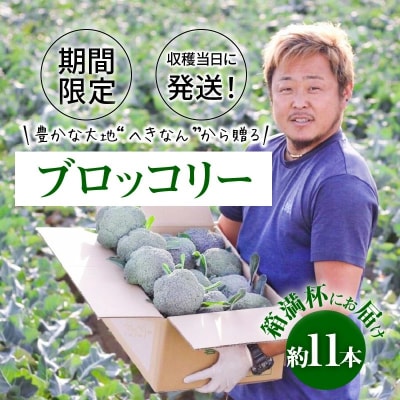 【収穫当日に発送】豊かな大地“へきなん”から贈る　ブロッコリー約11本【期間限定】　H139-022