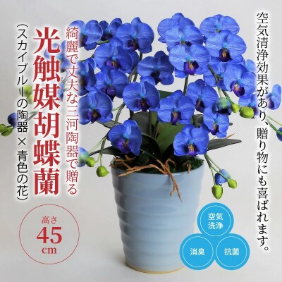 綺麗で丈夫な三河陶器で贈る 光触媒胡蝶蘭小輪3本立(スカイブルーの陶器×青色の花)　H100-053