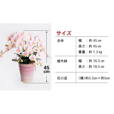 綺麗で丈夫な三河陶器で贈る 光触媒胡蝶蘭小輪3本立(ローズピンクの陶器×桃色の花)　H100-047