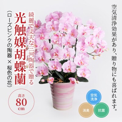 綺麗で丈夫な三河陶器で贈る光触媒胡蝶蘭大輪5本立 ローズピンクの陶器 桜色の花 H100 014 お礼品詳細 ふるさと納税なら さとふる